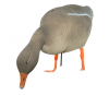 Чучело Гусь белолобый кормящийся Speclbelly Goose (матовый) (Oscar Decoys)